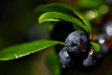 Closeup of blue ripe sloes on a tree in autumn with water drops