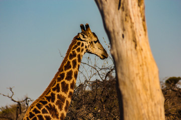 Girafa na Africa