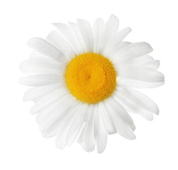 Beautiful blooming chamomile flower isolated on white