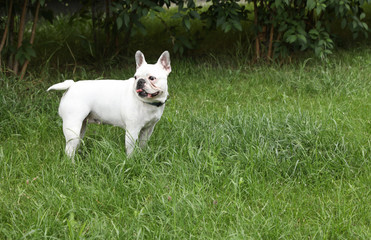 Naklejka na ściany i meble Adorable French Bulldog on green grass outdoors. Space for text