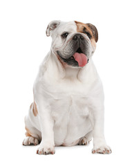 Obraz na płótnie Canvas Adorable funny English bulldog on white background