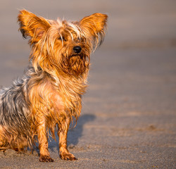 Yorkshire Terrier at sunset in Cabedelo beach, Viana do Castelo, Portugal.