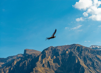 Close up of the mighty Andean Condor (Vultur Gryphus) in flight, Colca Canyon, Arequipa, Peru.
