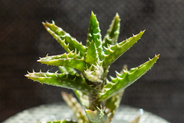 © Esther Assis da Costa