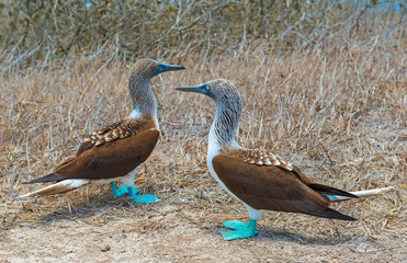 Two blue footed boobies (Sula nebouxii) during their mating dances, Galapagos Islands National Park, Ecuador.