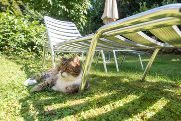 tabby white british shorthair cat lying on grass relaxing in the shade of a sun bed on a hot and...