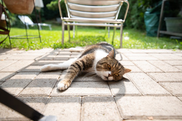 tabby white british shorthair cat lying on grass relaxing in the shade of a sun bed on a hot and...