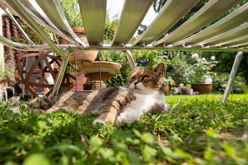 tabby white british shorthair cat lying on grass lying in the shade of a sun bed on a hot and sunny...