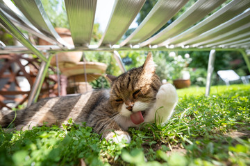 tabby white british shorthair cat lying on grass grooming it's fur in the shade of a sun bed on a...