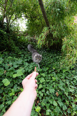 human hand holding treat to lure or attract young blue tabby maine coon cat outdoors in nature