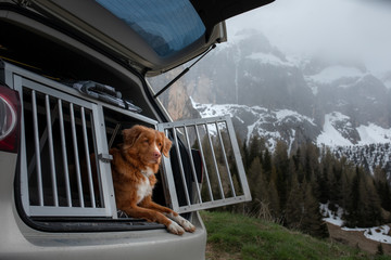 dog in the car in the box. A trip with a pet. Nova Scotia Retriever outdoo