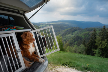 dog in the car in the box. A trip with a pet. Nova Scotia Retriever outdoors