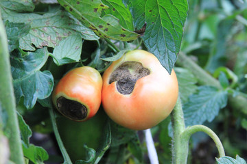 Tomatoes disease. Semi-red tomatoes rot on the branch. Scarring and malformation