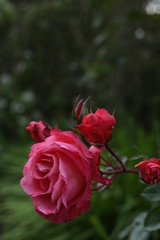 Roses in the garden 