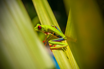A red eyed tree frog (Agalychnis callidryas) in hiding between banana leaves inside Tortuguero national park in Costa Rica, Central America.