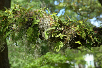 Spanish moss and ferns on a live oak branch