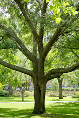 Trunk and branches of a live oak tree in a Savannah park