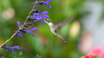 Feeding in the Sage
