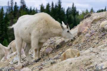 Obraz na płótnie Canvas Mountain Goat in Jasper National Park, Alberta, Canada.