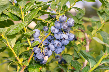 blueberry berry collected in a bunch of close-ups on a green bush. Nutrition Nutrition Concept