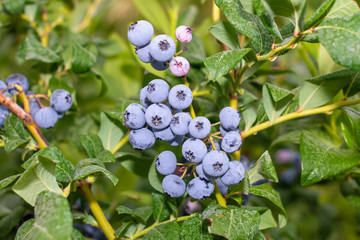 blueberry berry collected in a bunch of close-ups on a green bush. Nutrition Nutrition Concept