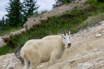 Mountain Goat in Jasper National Park, Alberta, Canada.