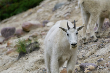 Mother Mountain Goat and her kid in Jasper National Park, Alberta, Canada.