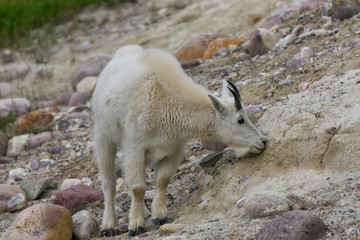 Mountain Goat in Jasper National Park, Alberta, Canada.