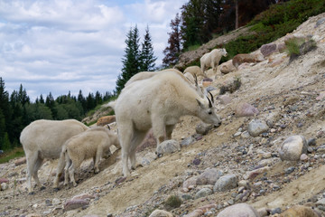 Mother Mountain Goat and her kid in Jasper National Park, Alberta, Canada.