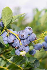 blueberry berry collected in a bunch of close-ups on a green bush. Nutrition Nutrition Concept