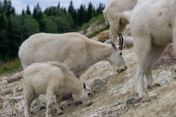 Mother Mountain Goat and her kid in Jasper National Park, Alberta, Canada.