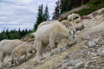 Fototapeta premium Mother Mountain Goat and her kid in Jasper National Park, Alberta, Canada.