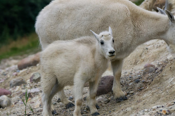 Mother Mountain Goat and her kid in Jasper National Park, Alberta, Canada.