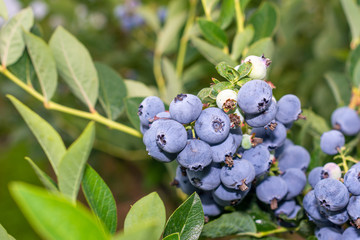 blueberry berry collected in a bunch of close-ups on a green bush. Nutrition Nutrition Concept