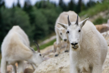 Mother Mountain Goat and her kid in Jasper National Park, Alberta, Canada.