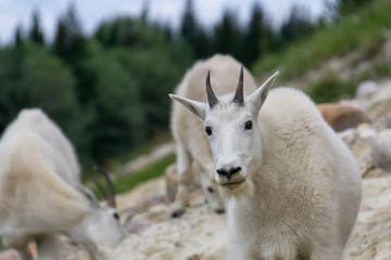 Obraz premium Mother Mountain Goat and her kid in Jasper National Park, Alberta, Canada.