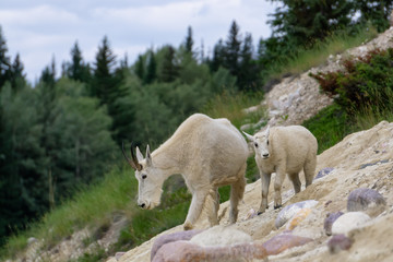 Mother Mountain Goat and her kid in Jasper National Park, Alberta, Canada.
