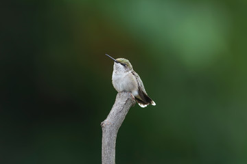 Lots of Room for Copy