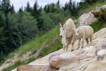 Mother Mountain Goat and her kid in Jasper National Park, Alberta, Canada.