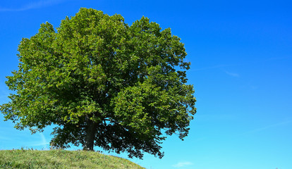 Einsame mächtige Eiche auf einem grünen Hügel vor blauem Himmel