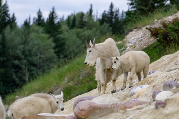 Fototapeta premium Mother Mountain Goat and her kid in Jasper National Park, Alberta, Canada.