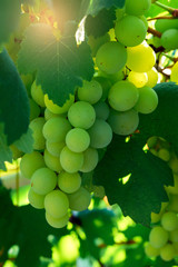 Green Grapes in a vine yard.White grape on a green vine branch in vineyard before harvest.Riped grapes ready for harvest/Ripe Grapes in Sunny Vine Yard.Grapes growing on the vine