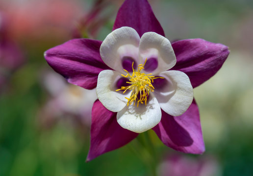 Magenta and White Columbine with Yellow Stamen and Soft Focus Background