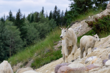 Fototapeta premium Mother Mountain Goat and her kid in Jasper National Park, Alberta, Canada.