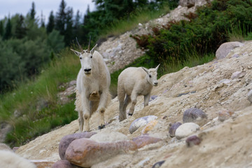Mother Mountain Goat and her kid in Jasper National Park, Alberta, Canada.