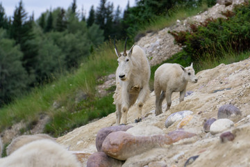 Mother Mountain Goat and her kid in Jasper National Park, Alberta, Canada.