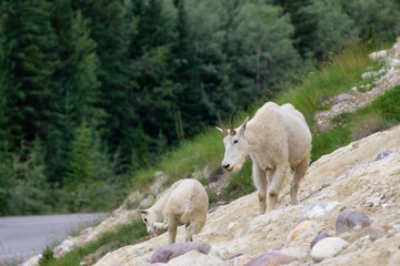 Mother Mountain Goat and her kid in Jasper National Park, Alberta, Canada.