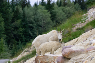 Fototapeta premium Mother Mountain Goat and her kid in Jasper National Park, Alberta, Canada.