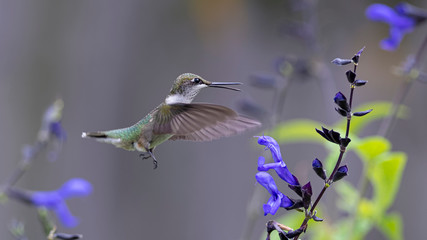 Vocal Hummingbird