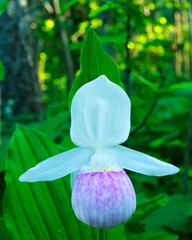 Single Showy Lady's-slipper - Cypripedium reginae - also known as Pink-and-white Lady's-slipper or...